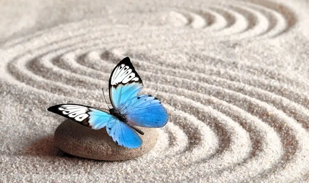 Blauwe vlinder op steen in zen-zand als symbool voor verandering bij RTT in Alkmaar